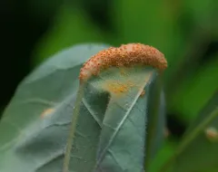 ash rust thumbnail 3