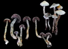 Cortinarius pilatii thumbnail 3