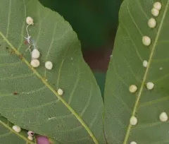 Hickory Placenta Gall Midge thumbnail 3