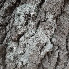 Powdered Speckleback Lichen thumbnail 4
