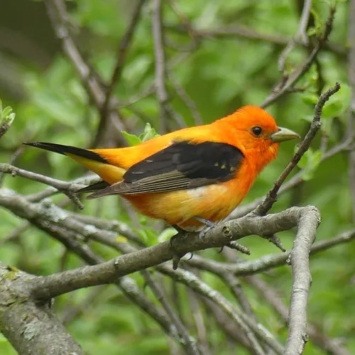 Scarlet Tanager