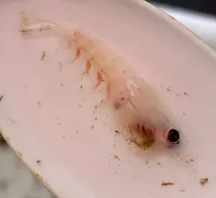 North Pacific krill thumbnail 4