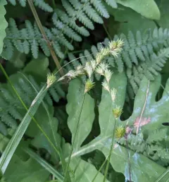 necklace sedge thumbnail 3