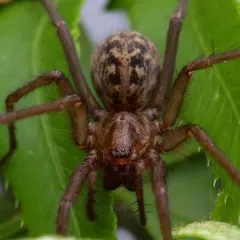 Giant House Spider thumbnail 2