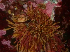 Microporina articulata thumbnail 2