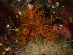 Orange Hydroid thumbnail 2