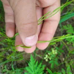 Slender Knotweed thumbnail 2