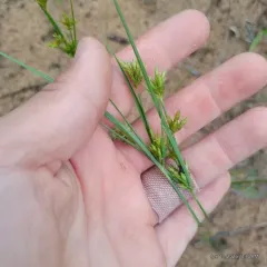 Schweinitz's flatsedge thumbnail 2