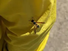 Pterocheilus quinquefasciatus thumbnail 4
