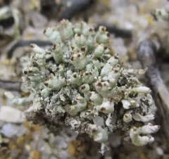 Nipple Lichen thumbnail 4