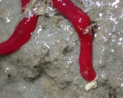 Kulikovia montgomeryi thumbnail 2