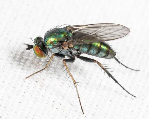 Dolichopus gratus