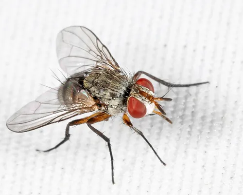 Genea pavonacea