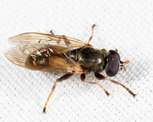 Myolepta pretiosa