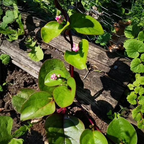 Malabar spinach