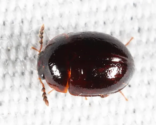 Anisotoma geminata