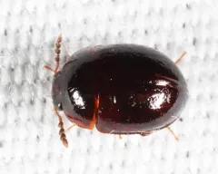 Anisotoma geminata thumbnail 1