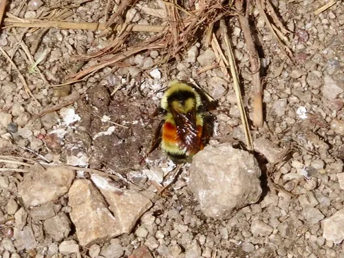 Colorado Black-notched Bumble Bee