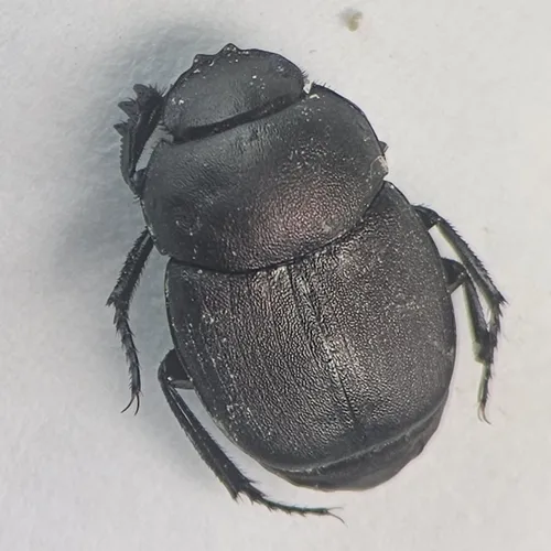 Eastern Tumblebug