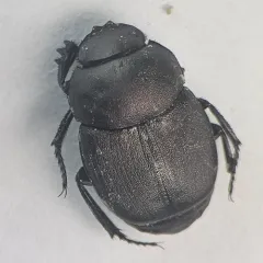 Eastern Tumblebug thumbnail 1