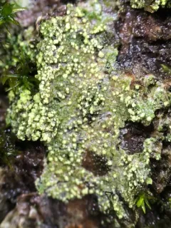 Lecania croatica thumbnail 3