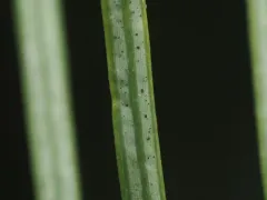 Swiss needle cast thumbnail 4
