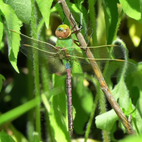 Common Green Darner