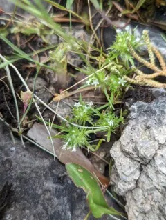 whitehead navarretia thumbnail 3