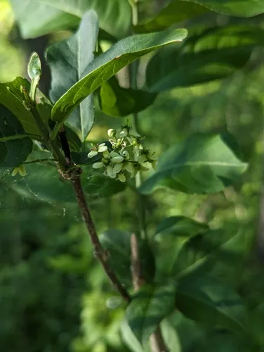 Hamilton's spindle