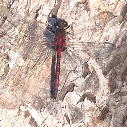Boreal Whiteface