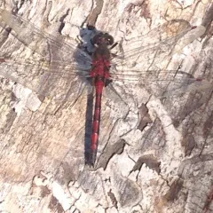 Boreal Whiteface thumbnail 1