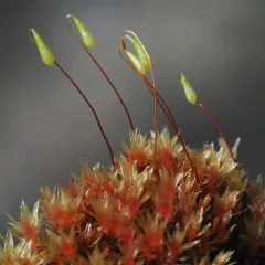 Pale Thread-moss thumbnail 3