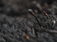 Blytt's Rock Moss thumbnail 2