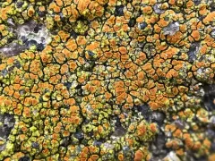 Flavoplaca flavocitrina thumbnail 1