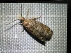 European Spruce Needleminer Moth thumbnail 4