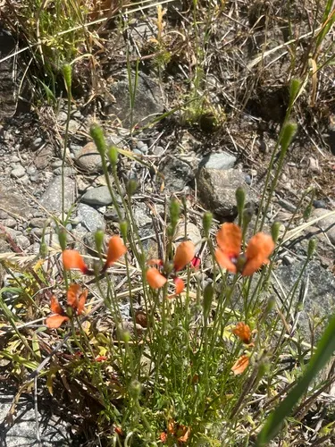 Prickly Poppy