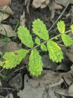 Agrimony Rust thumbnail 2