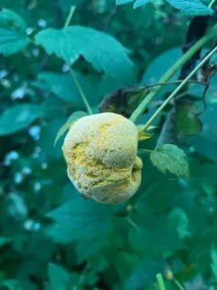 Puccinia alnetorum thumbnail 2