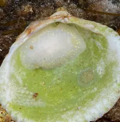 Modest Cadlina thumbnail 3