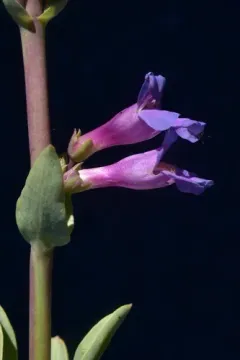 thickleaf beardtongue thumbnail 3