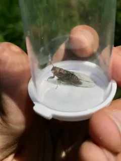 Southern Grass Cicada thumbnail 2