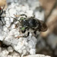 Anthidium psoraleae thumbnail 2