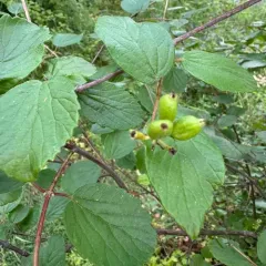 oval-leaved viburnum thumbnail 3