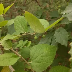Dwarf Hackberry thumbnail 4