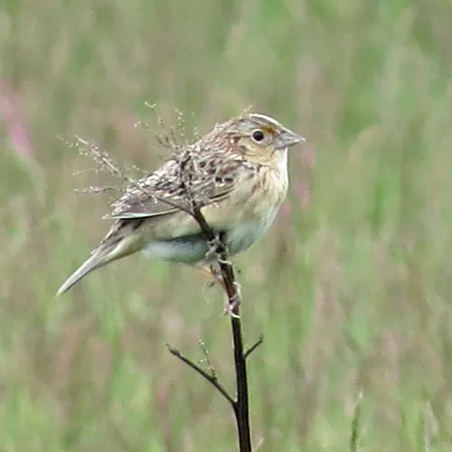 Grasshopper Sparrow