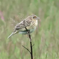 Grasshopper Sparrow thumbnail 1
