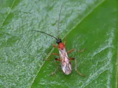 Aleiodes parasiticus thumbnail 4