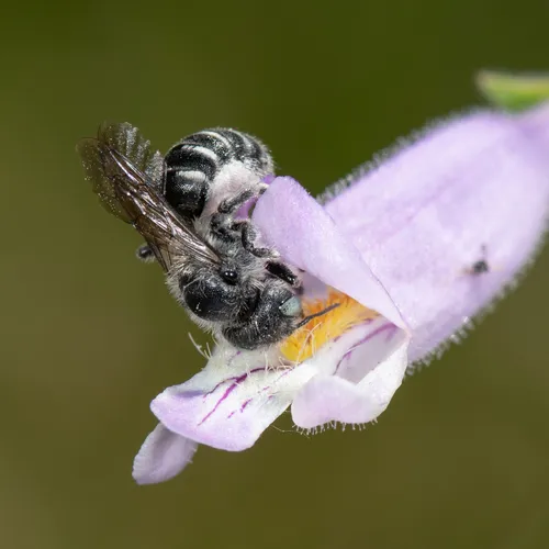 Hairy-fronted Small-Mason