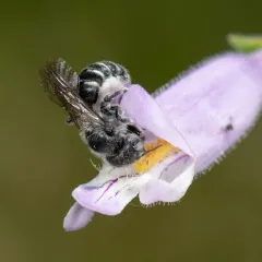 Hairy-fronted Small-Mason thumbnail 1