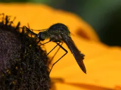 Scaly Bee Fly thumbnail 3